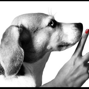 MAÎTRE ANIMAL A partir de